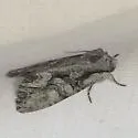 Apamea unita - Hodges#9355
