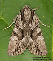 Apamea unita - Hodges#9355 - photo 2