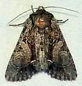 Apamea unita - Hodges#9355 - photo 4