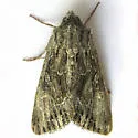 Apamea unita - Hodges#9355 - photo 5