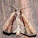 Apamea verbascoides - Hodges#9326