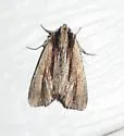 Apamea verbascoides - Hodges#9326 - photo 3