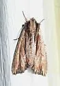 Apamea verbascoides - Hodges#9326 - photo 4