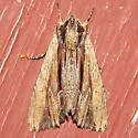 Apamea verbascoides - Hodges#9326 - photo 5