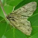 Common Apamea - Hodges#9332
