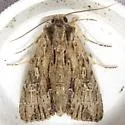 Common Apamea - Hodges#9332 - photo 2