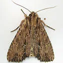 Common Apamea - Hodges#9332 - photo 3