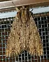 Common Apamea - Hodges#9332 - photo 4