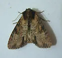 Airy Apamea - Hodges#9341