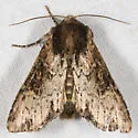 Airy Apamea - Hodges#9341 - photo 2