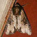 Airy Apamea - Hodges#9341 - photo 3