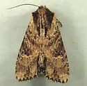 Airy Apamea - Hodges#9341 - photo 4