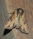 Airy Apamea - Hodges#9341 - photo 5