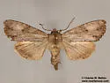 Apamea xylodes - Hodges#9351.1 - photo 2