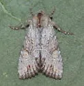 Apamea xylodes - Hodges#9351.1 - photo 3