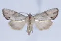 Apamea xylodes - Hodges#9351.1 - photo 4