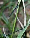 Black-and-white Damsel