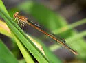 Black-and-white Damsel - photo 3