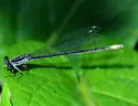 Black-and-white Damsel - photo 5