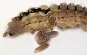 Apanteles diacrisiae