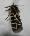 Apantesis allectans - Hodges#8186.1