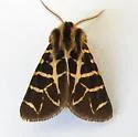 Apantesis allectans - Hodges#8186.1 - photo 2
