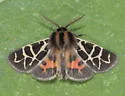 Apantesis allectans - Hodges#8186.1 - photo 4