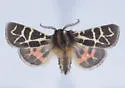 Apantesis allectans - Hodges#8186.1 - photo 5