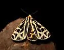 Apantesis anna - Hodges#8176