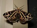 Apantesis anna - Hodges#8176 - photo 2