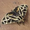 Apantesis anna - Hodges#8176 - photo 3