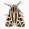 Apantesis anna - Hodges#8176 - photo 4
