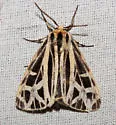 Apantesis anna - Hodges#8176 - photo 5