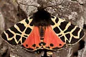 Apantesis behrii - Hodges#8179.3