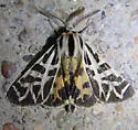 Apantesis blakei - Hodges#8185