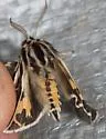 Apantesis blakei - Hodges#8185 - photo 4