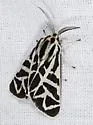 Apantesis blakei - Hodges#8185 - photo 5