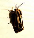 Apantesis carlotta-nais-phalerata-vittata - photo 2