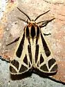 Apantesis carlotta-nais-phalerata-vittata - photo 4