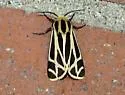 Carlotta's Tiger Moth - Hodges#8171.1