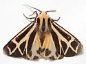 Carlotta's Tiger Moth - Hodges#8171.1 - photo 2