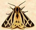 Carlotta's Tiger Moth - Hodges#8171.1 - photo 3