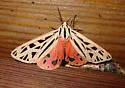 Doris Tiger Moth - Hodges#8198