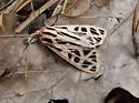 Doris Tiger Moth - Hodges#8198 - photo 2