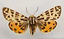 Apantesis edwardsii - Hodges#8177.1 - Apantesis edwardsii