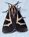 Apantesis f-pallida - Hodges#8189