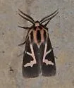 Apantesis f-pallida - Hodges#8189 - photo 2