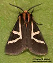 Apantesis f-pallida - Hodges#8189 - photo 4