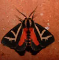 Figured Tiger Moth - Hodges#8188 - Apantesis figurata