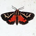 Figured Tiger Moth - Hodges#8188 - photo 2